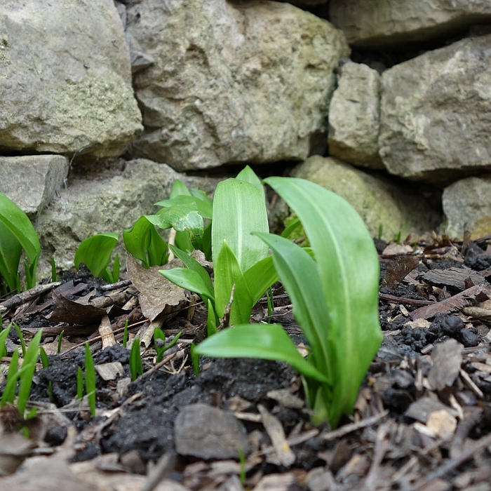 Allium ursinum