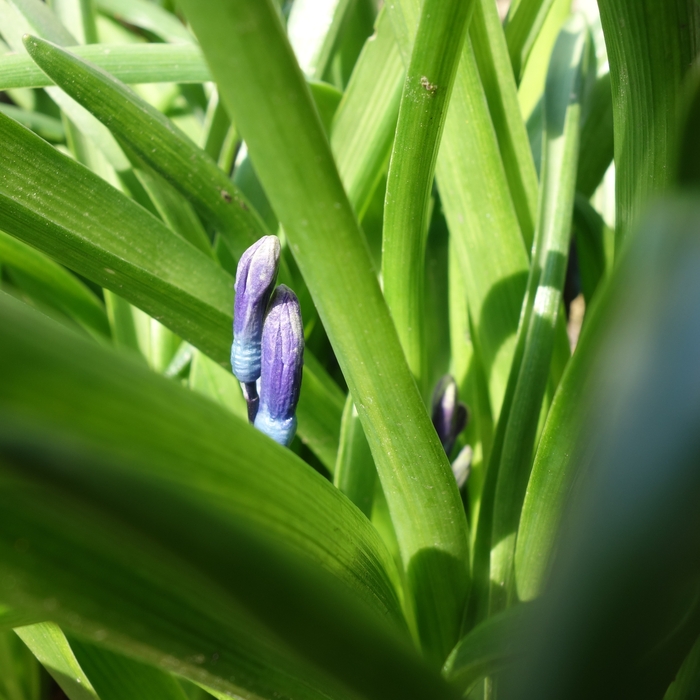 Hyacinthus orientalis