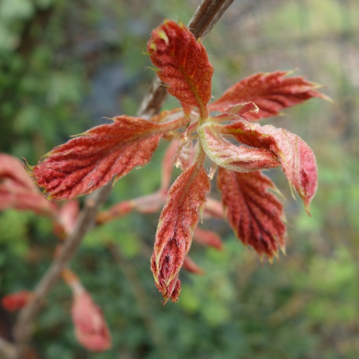 Quercus coccinea