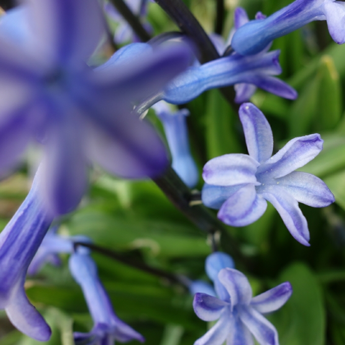 Hyacinthus orientalis