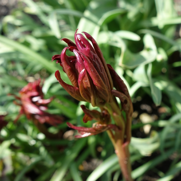 Paeonia