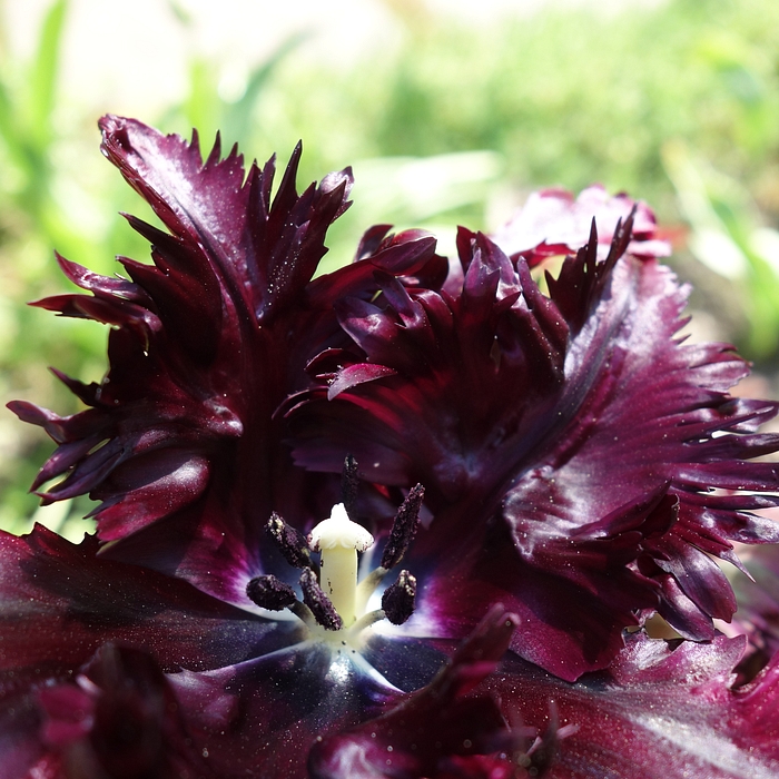 Tulipa 'Black Parrot'