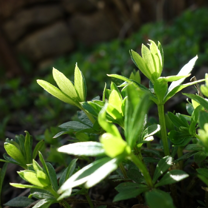 Galium odoratum