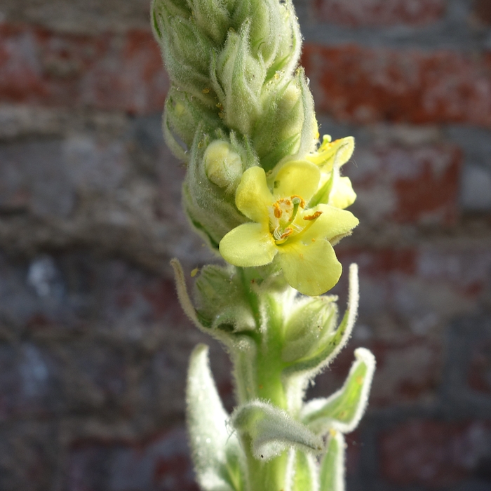 Verbascum phlomoides