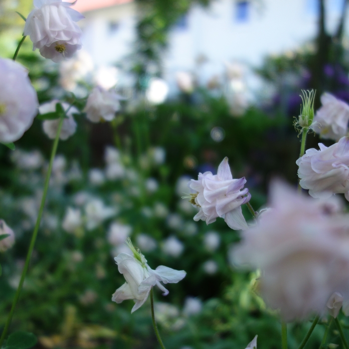 Aquilegia vulgaris