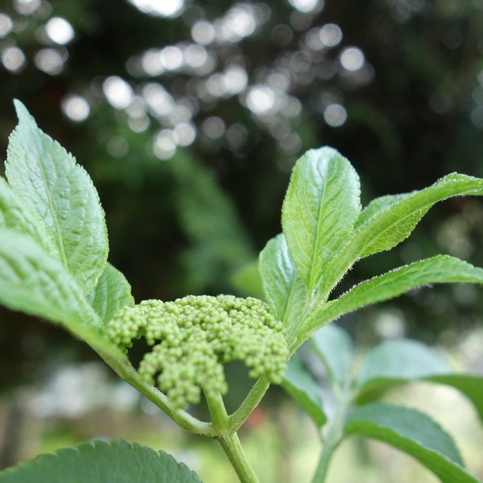 Sambucus nigra