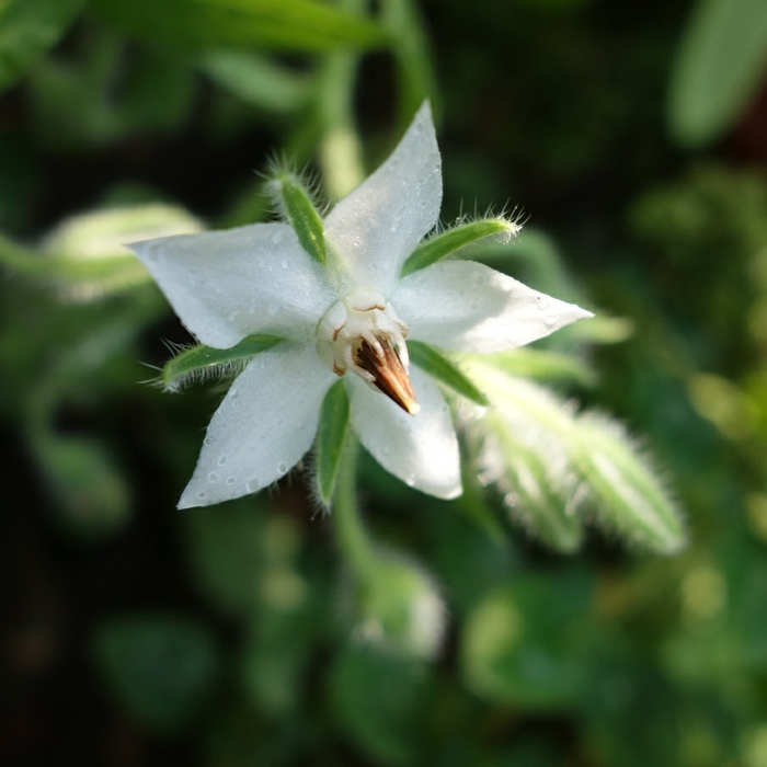 Borago officinalis
