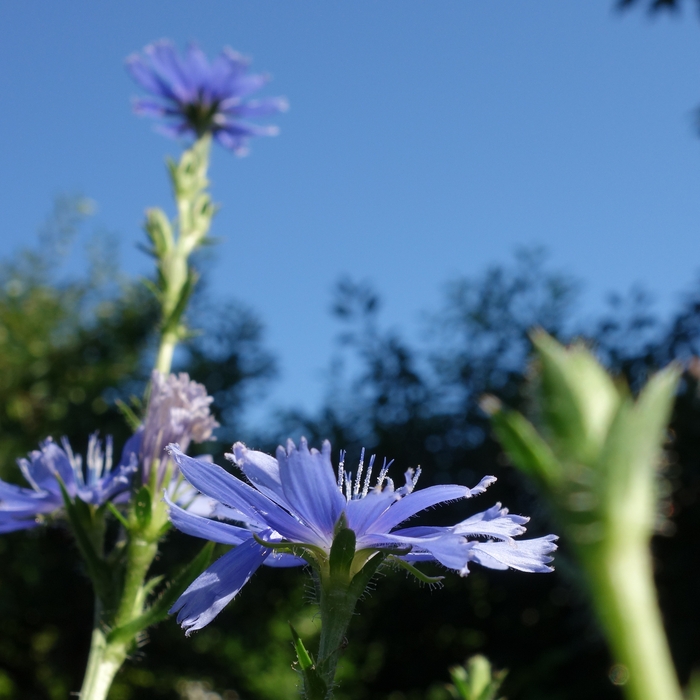 Cichorium intybus