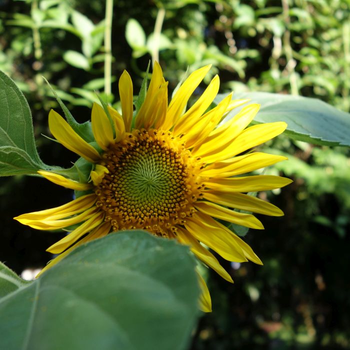 Helianthus annuus