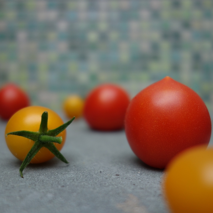 Solanum lycopersicum